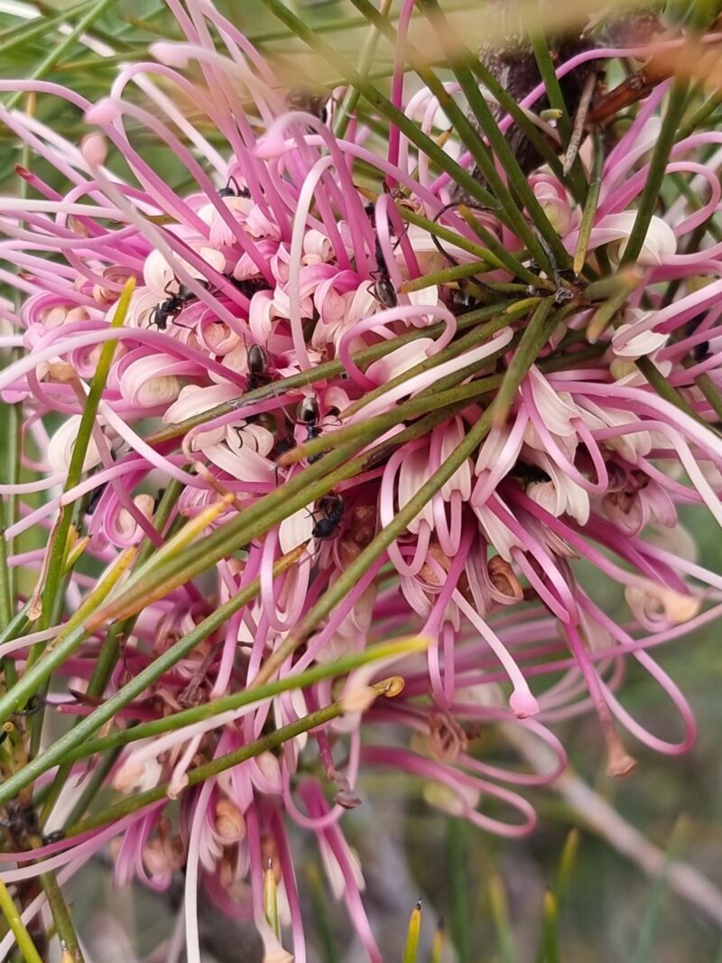 Hakea bakeriana