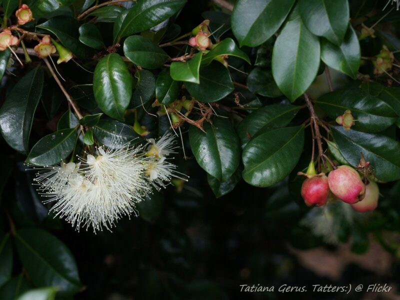 Syzygium australe