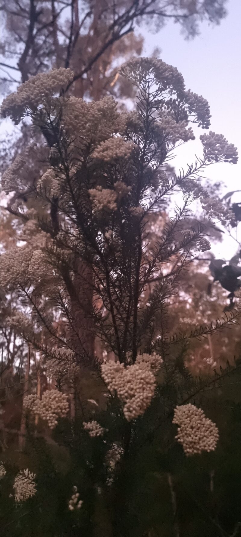 Ozothamnus diosmifolius - Rice Flower