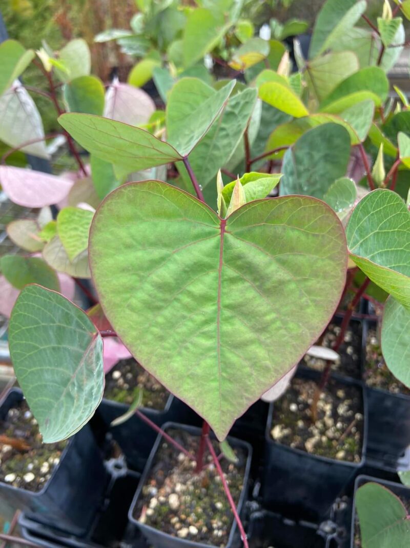 Homolanthus populifolius