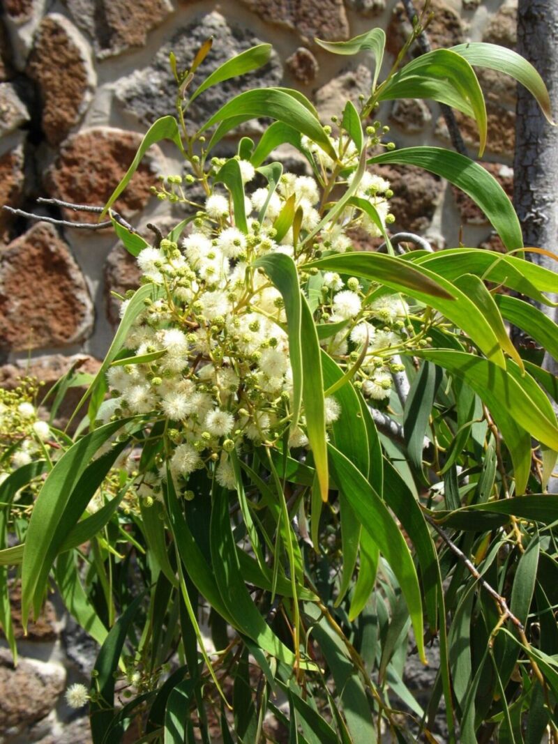 Acacia implexa - Hickory wattle or Lightwood