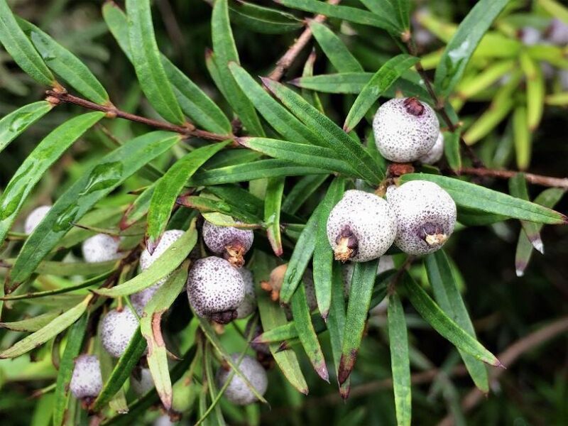 Austromyrtus dulcis - Midgenberry