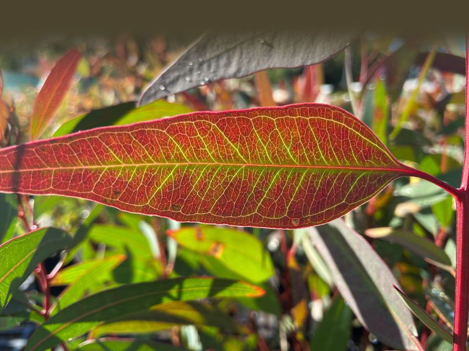 Home Trees In Newcastle