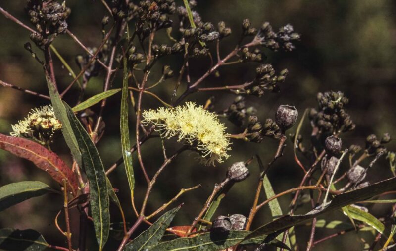 Angophora bakeri