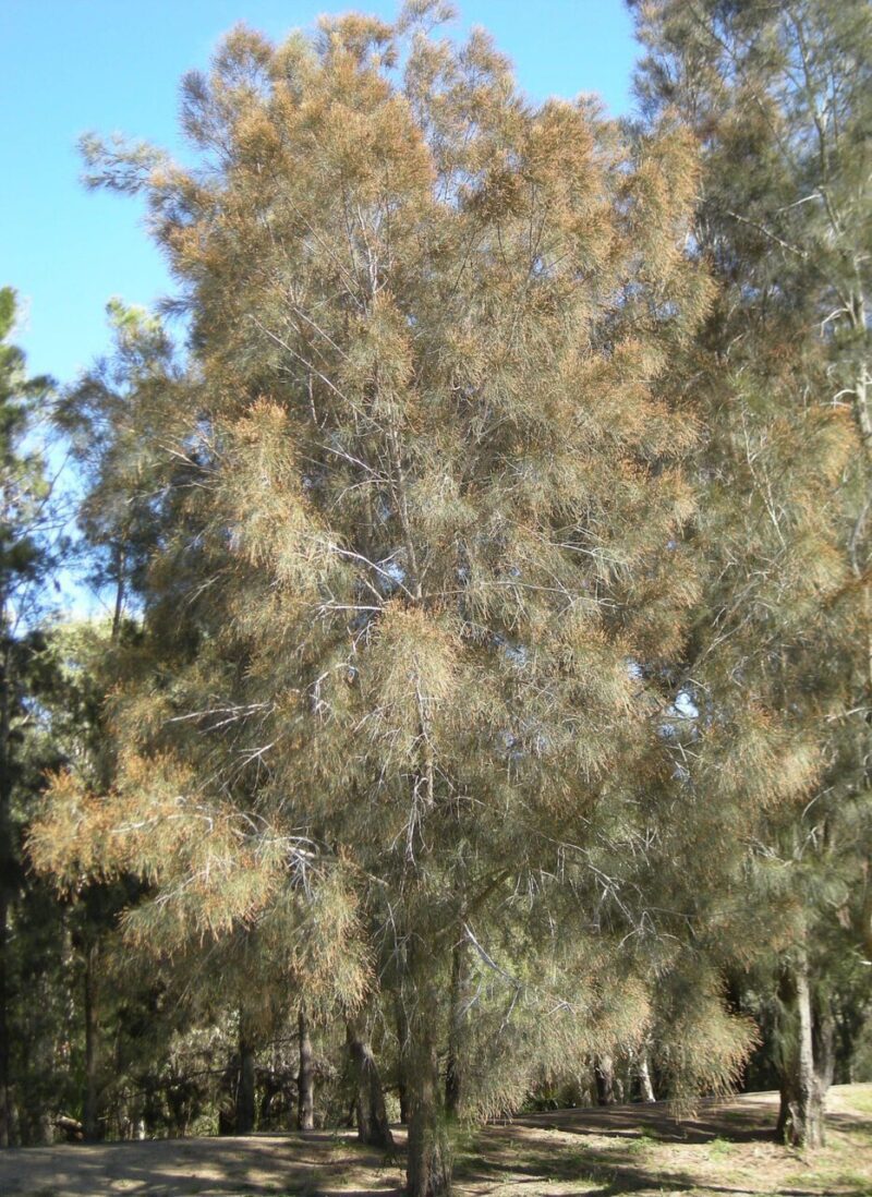 Casuarina cunninghamiana - River she-oak