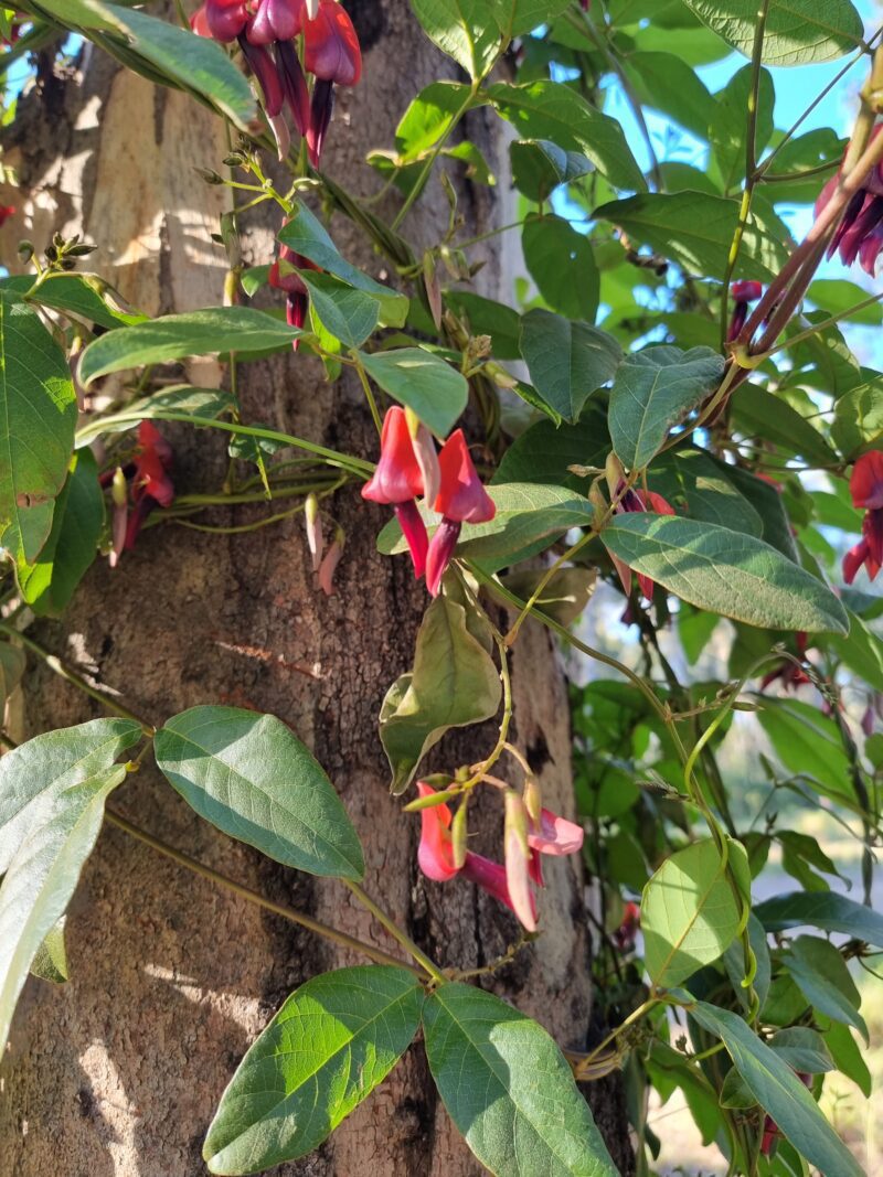 Kennedia rubicunda -  Dusky coral pea