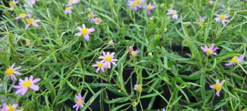 Brachyscome graminea -  Grass daisy