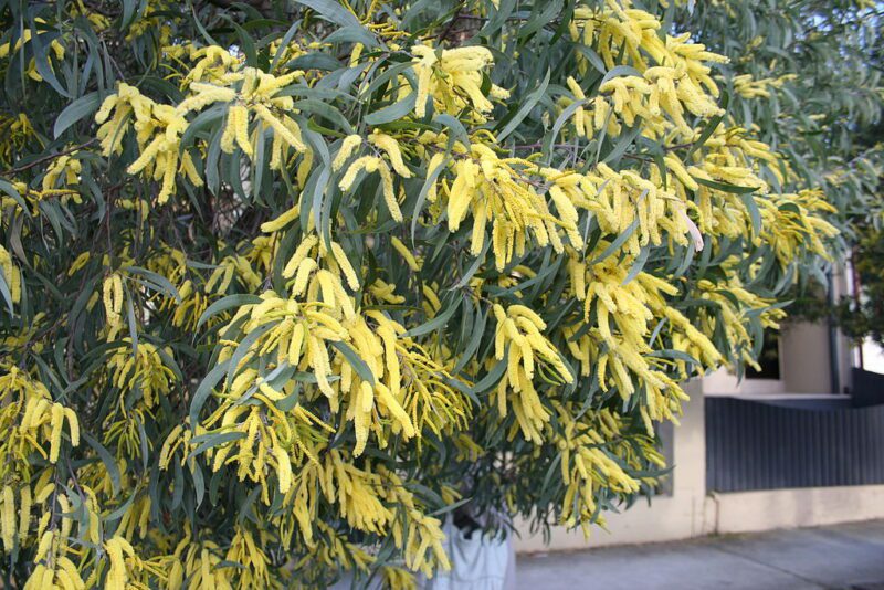 Acacia binervata - Two-veined Hickory