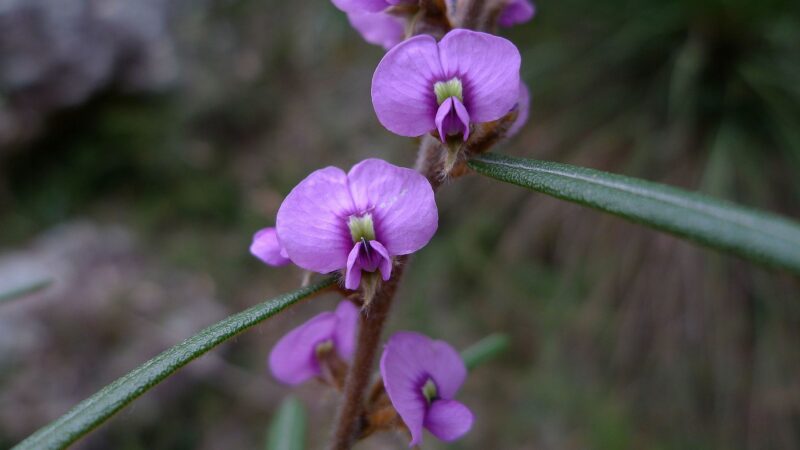 Hovea longifolia