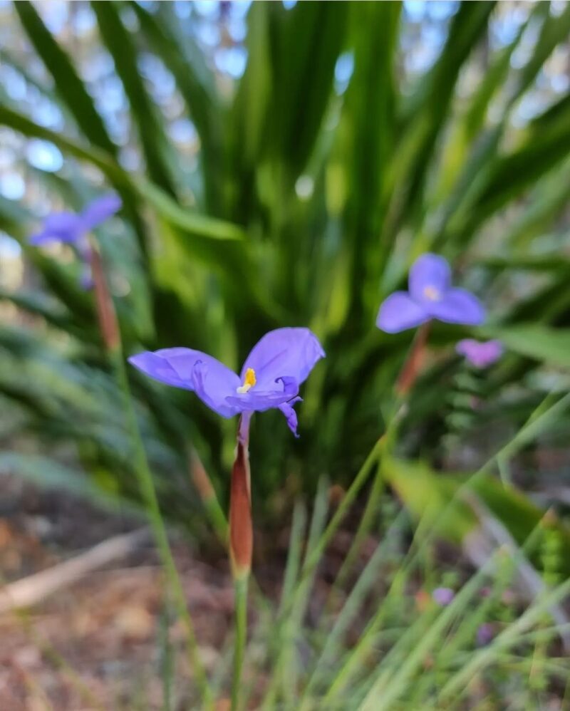 Patersonia sericea - Purple Flag