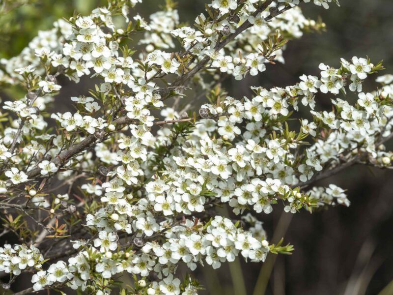 Leptospermum polygalifolium - Tantoon