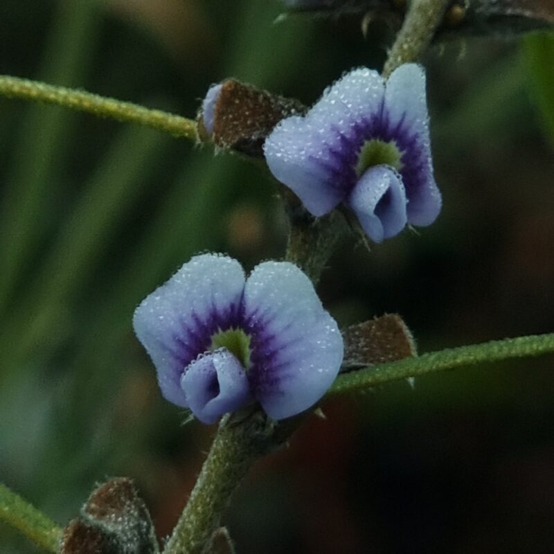 Hovea linearis