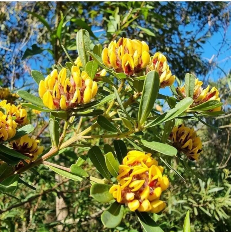 Pultenaea daphnoides